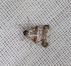 Salma ridiculalis