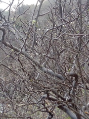 Bursera tomentosa