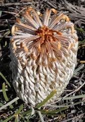 Banksia grossa