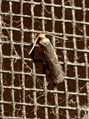 Hoplostega ochroma