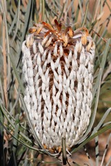 Banksia grossa