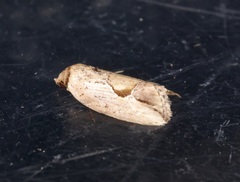 Strotihypera macroplaga
