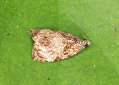 Sycacantha inodes