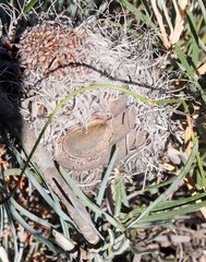 Banksia grossa