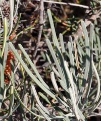 Banksia grossa