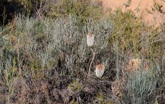 Banksia grossa