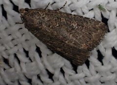 Hypoperigea