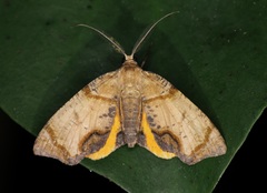 Achrosis incitata