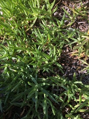 Carpobrotus edulis edulis