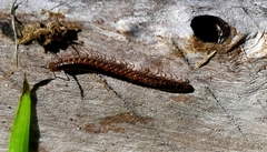 Craspedosomatidae