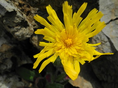 Hieracium villosum