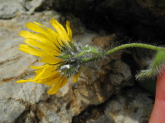 Hieracium villosum