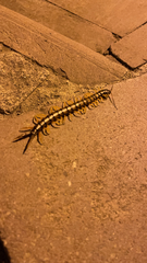 Scolopendra cingulata