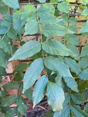 Magnoliopsida