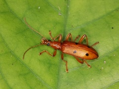 Exostira bisbimaculata