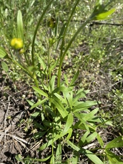 Ranunculus pedatus