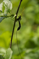 Megarhyssa atrata