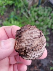 Juglans nigra