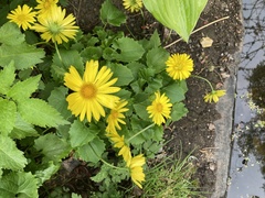 Doronicum pardalianches