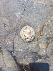 Scutellastra cochlear