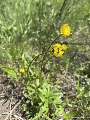 Ranunculus pedatus