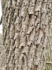 Juglans nigra