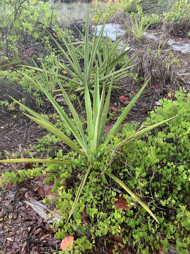 False sisal (Agave decipiens)