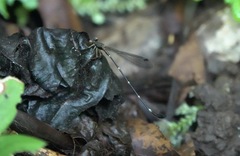 Drepanosticta acuta