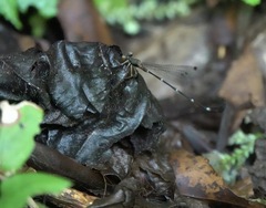 Drepanosticta acuta