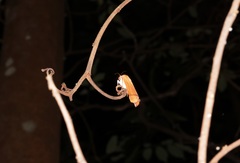 Carea varipes