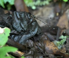 Drepanosticta acuta