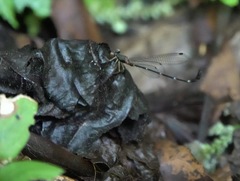 Drepanosticta acuta