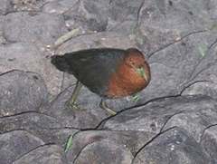Rallina tricolor