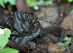 Drepanosticta acuta
