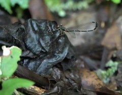 Drepanosticta acuta