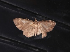 Pseudocollix hyperythra