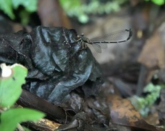 Drepanosticta acuta