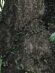 Pyrrosia adnascens