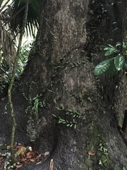 Pyrrosia adnascens