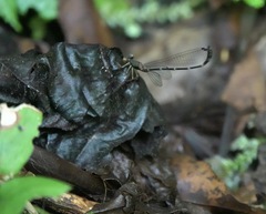 Drepanosticta acuta