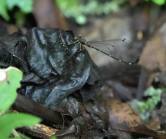Drepanosticta acuta