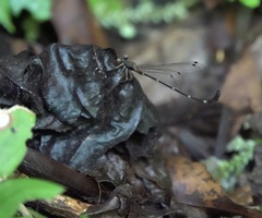 Drepanosticta acuta