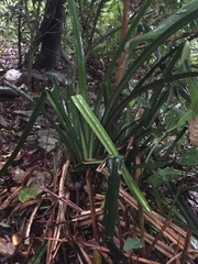 Pandanus odorifer