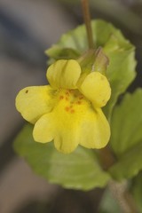 Erythranthe geyeri