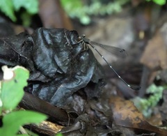 Drepanosticta acuta
