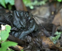 Drepanosticta acuta