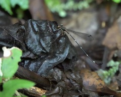 Drepanosticta acuta