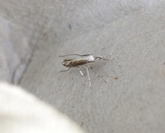 Epicephala lativalvaris