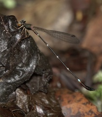 Drepanosticta acuta