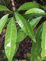 Artabotrys hexapetalus